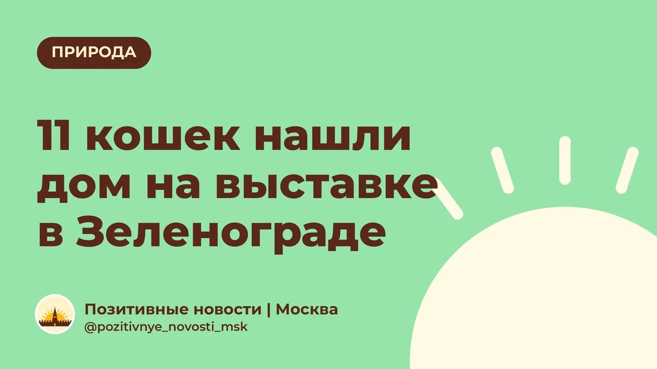 11 кошек нашли дом на выставке в Зеленограде